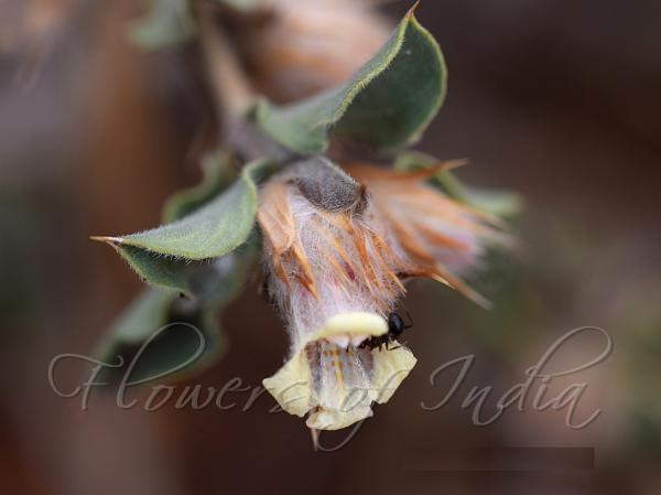 Yellowish Lepidagathis