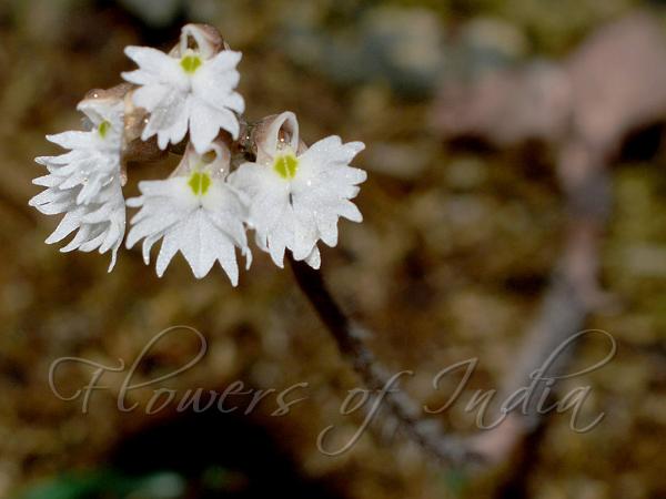 Yunnan Velvet Orchid