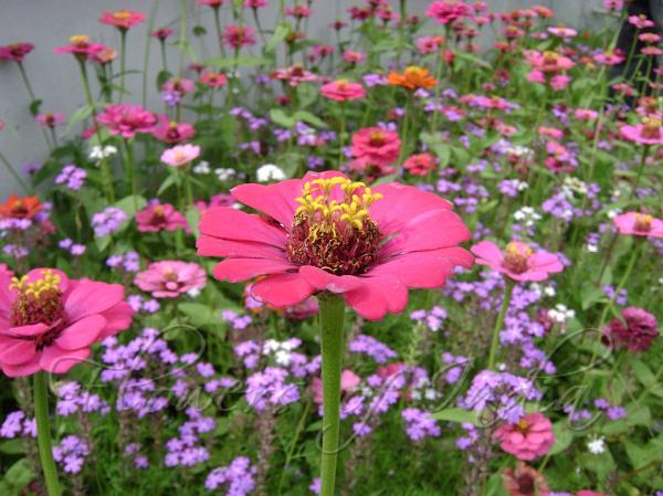 Zinnia Elegans Zinnia