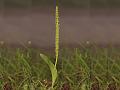 Adder Mouth Orchid