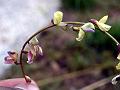 Adesma-Leaf Milk-Vetch