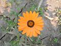 African Daisy orange