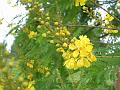 African Wattle