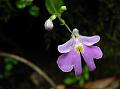 Agumbe Balsam