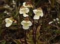 Alpine Butterwort