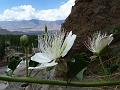 Alpine Caper Bush