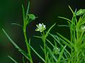 Alpine Pearlwort