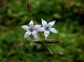 Alpine Swertia