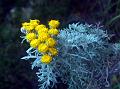 Alpine Tansy