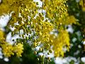 Amaltas