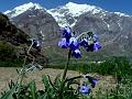 Anchusa Lungwort