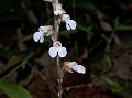 Andaman Jewel Orchid