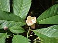 Andaman Magnolia