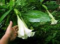 Angel's Trumpet