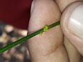 Angled Leafless Mistletoe