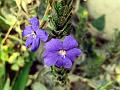 Angled-Stem Eranthemum