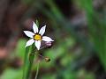 Annual Blue-Eyed Grass