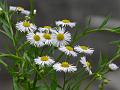 Annual Fleabane