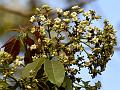 Arara Nut Tree