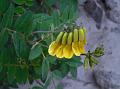 Arctic Milk-Vetch