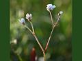 Arrowleaf Knotweed