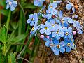 Asian Forget-Me-Not