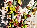 Assam Mistletoe