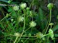 Australian Buttonweed