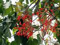 Australian Flame Tree