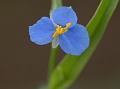 Badami Dayflower