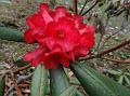 Barbed-Stalk Rhododendron