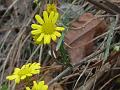 Bare-Stem Ragwort