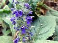 Basil Bugleweed