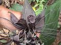 Bat Flower