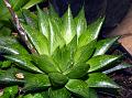 Bates Haworthia