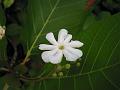 Beach Gardenia