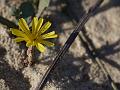 Beach Launaea