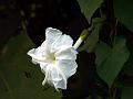 Beach Moonflower