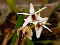 Bearded Coelogyne