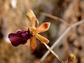 Bee Orchid