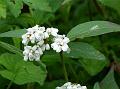 Bellflower Knotweed