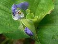 Bengal Dayflower