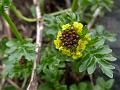 Bengal Field-Cress