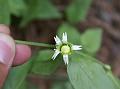 Berry Campion