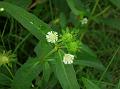 Bhangra Daisy