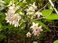 Bhutan Snow Flower