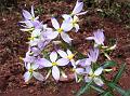 Bicolor Persian Violet