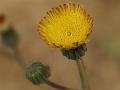 Bitter Sow-Thistle