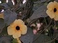 Black-Eyed Susan Vine