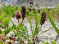 Black-Spike Milk-Vetch